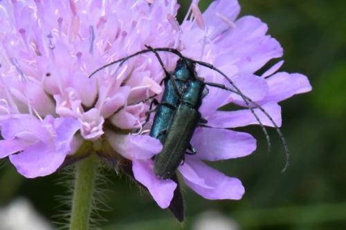 Réf. 234 985 : Agapanthia intermedia